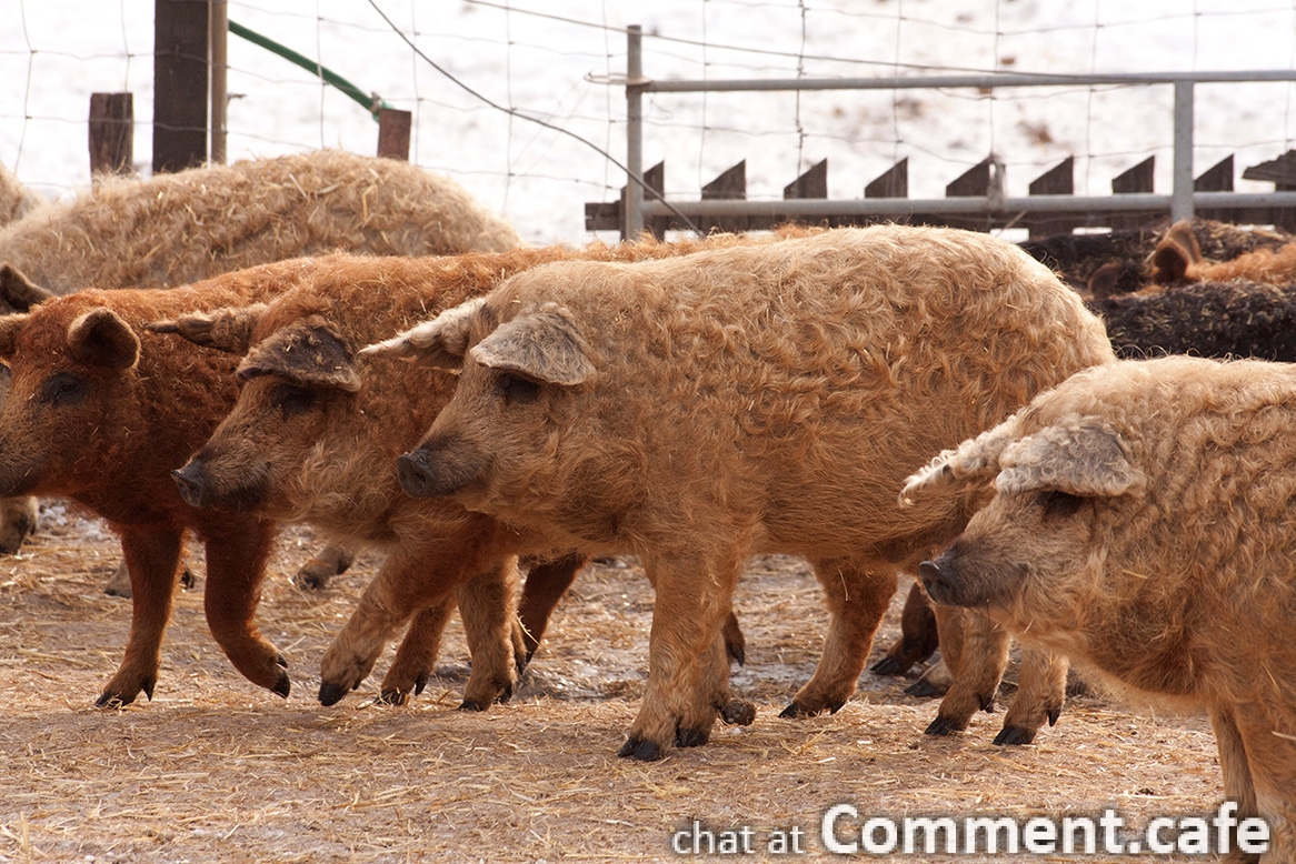 mangalica_pigs_hungary.jpg